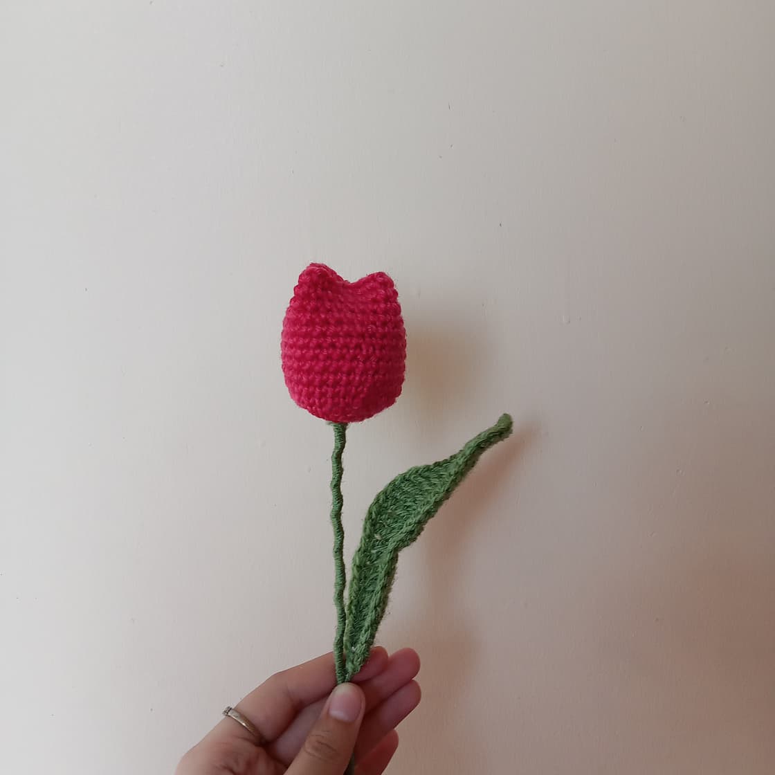 Pink Tulip